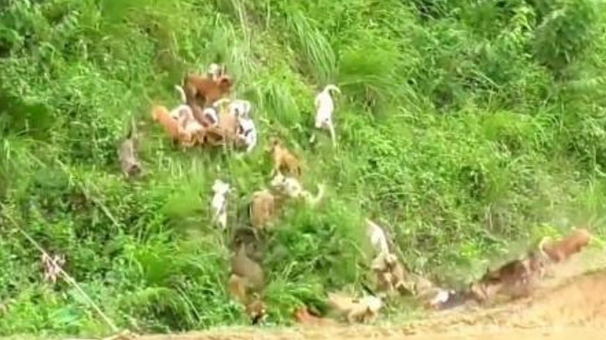 动作电影《狩猎》中的生死猎杀与人性博弈