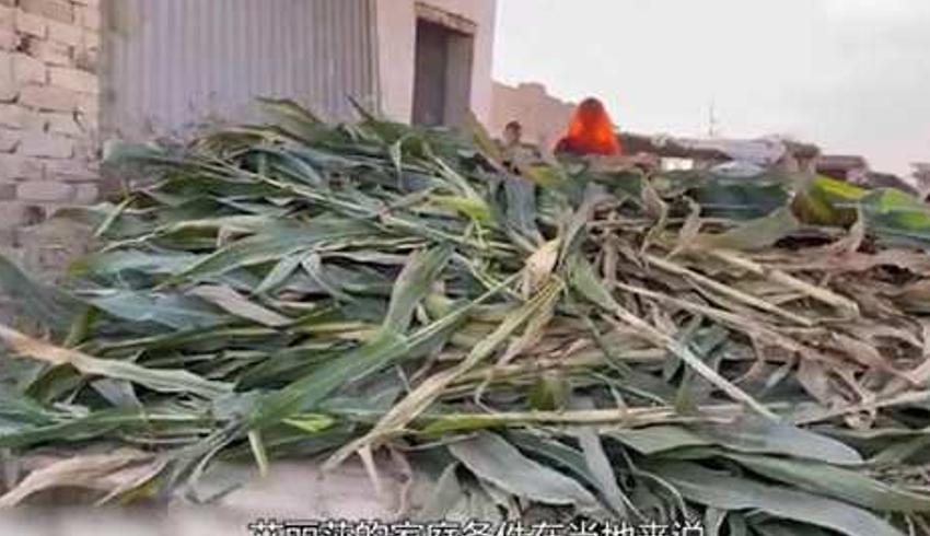 巴基斯坦农村女孩艾丽莎的一天与牛相伴的生活日常