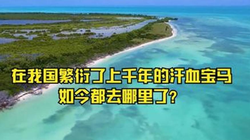 汗血宝马越南武当等历史谜题深度解说