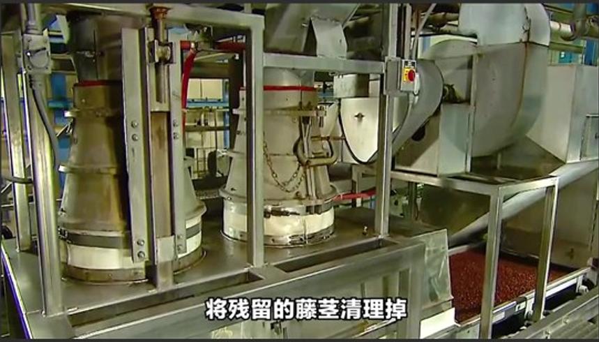 探访葡萄干制作过程从鲜葡萄到干果的两个月之旅