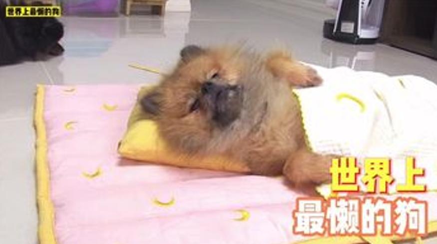 世界上最懒的狗整天躺着的独特生活日常