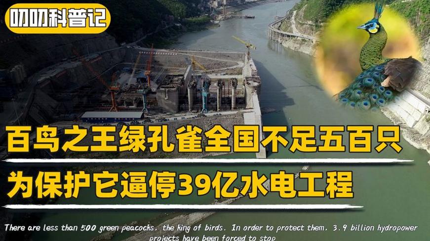 云南玉溪39亿水电工程因绿孔雀被迫停工