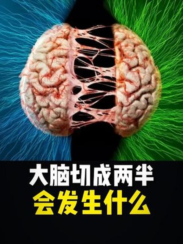 切开左右脑会发生什么？裂脑实验揭露的大脑真相：你的意识可能不止一个
