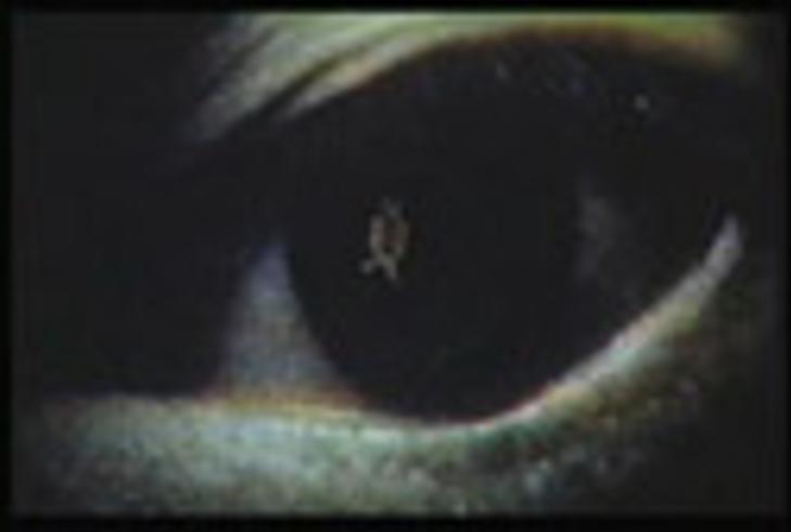 探秘全国QQ等级最高者：141级肝帝的数字传奇