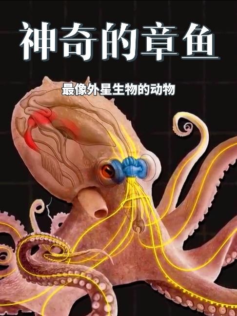 章鱼：深海中的外星智慧
