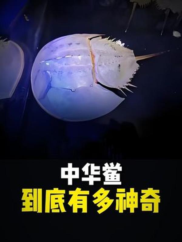 海瑞：明代 “海青天” 的硬核人生，以一生刚正对抗官场黑暗