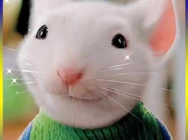 《精灵鼠小弟》精灵鼠小弟：鼠小弟的归家路