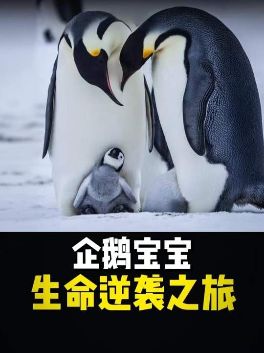 雪宝的冰原奇迹