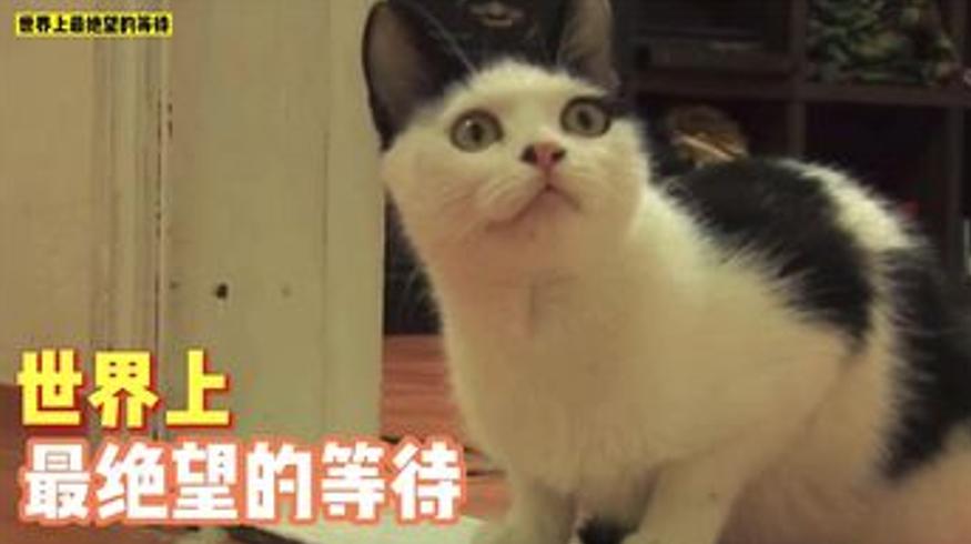 猫咪漫长等待：因主人离世陷入绝望深渊