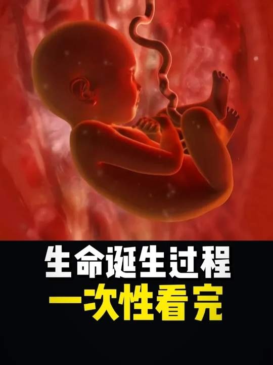 生命奇迹的诞生之旅