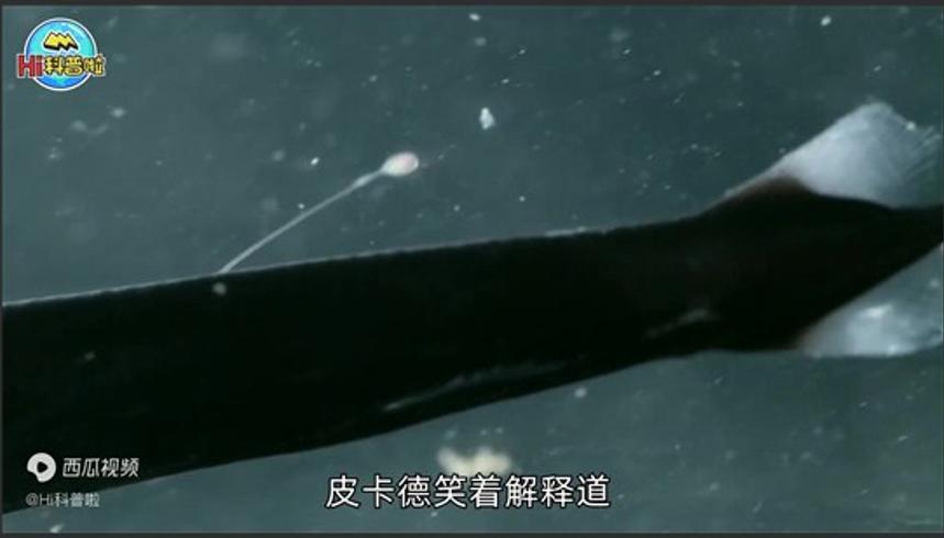 海底万米真相：无巨型生物只有鱼虾与垃圾