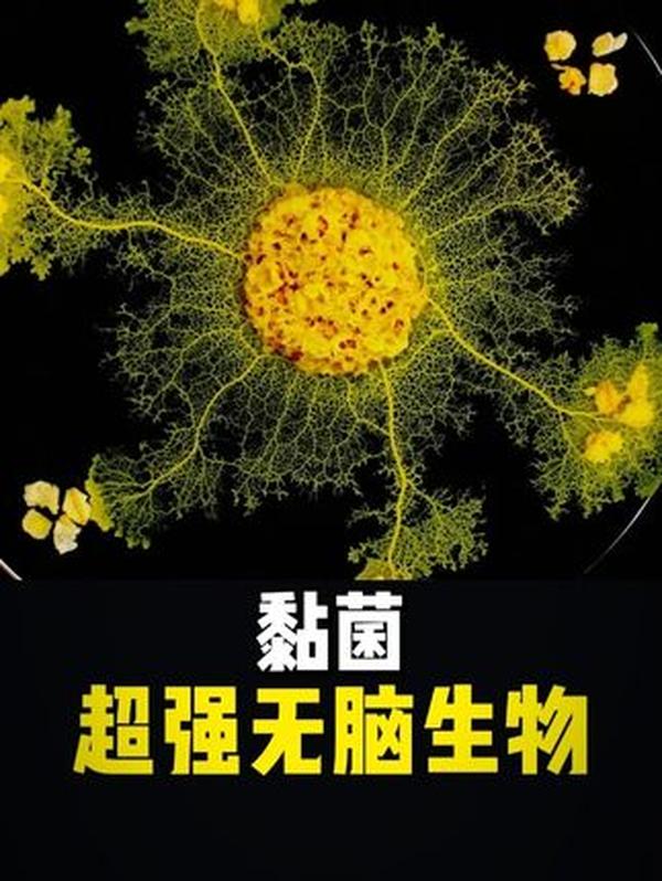 没有大脑，却能当“城市规划师”？黏菌藏着的生命智慧，颠覆人类认知