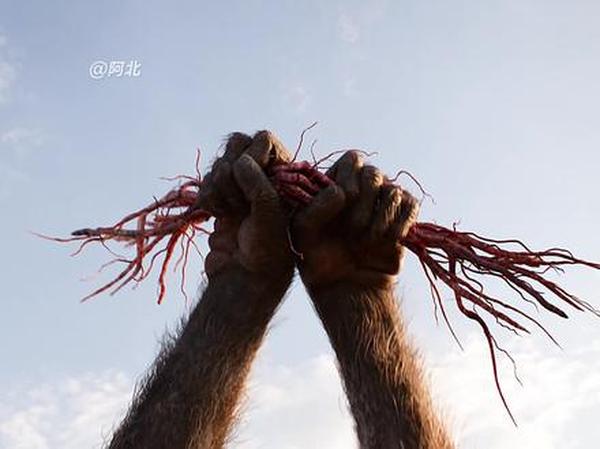 《狮子王》狮子王：王者血脉的觉醒与荣耀回归