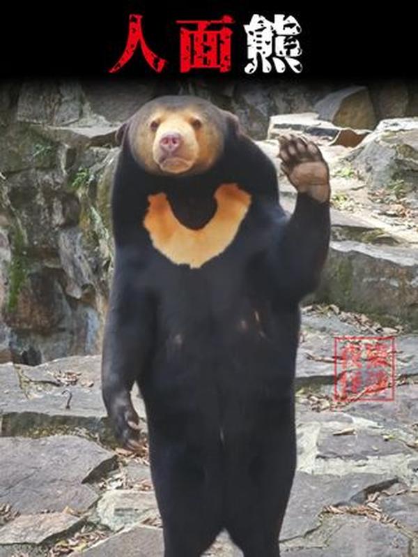 抱团暖异乡！越南华人互助会：百年传承的抱团精神与文化守护