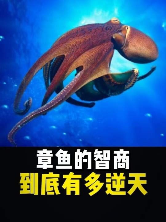 章鱼智慧：超越认知的海洋奇迹