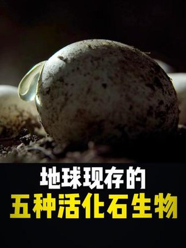 1938 南洋华侨抗战国志：3000 万游子捐出半壁军饷，用商船筑起海上生命线