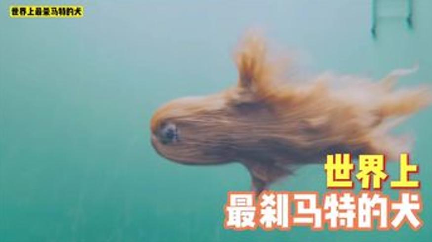 揭秘世界最杀马特犬种阿富汗犬的传奇故事