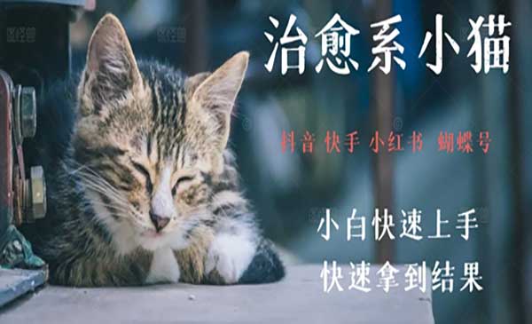 爆火小猫治愈视频拆解