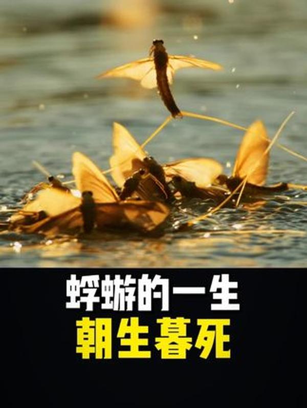 朝生暮死，亦是永恒：蜉蝣用一天寿命，写尽生命的真谛