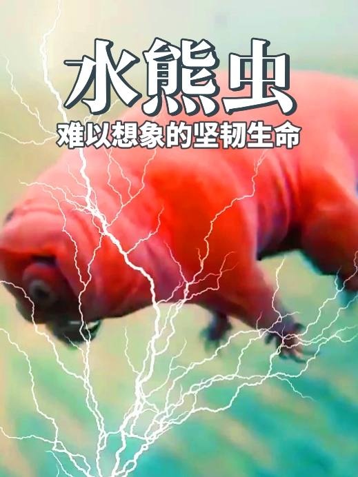 地球微型奇迹：水熊虫的生存密码