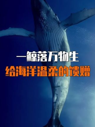 鲸落深海，万物重生