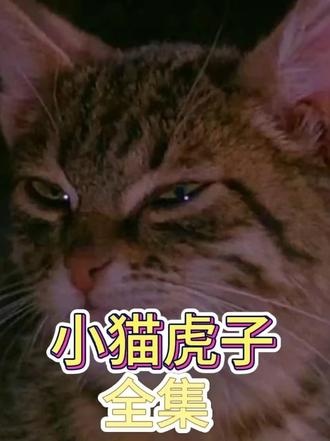 《猫》（2019）冰天雪地中的归家之路