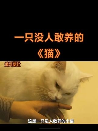 《猫》（2019）诡异猫咪背后的真相