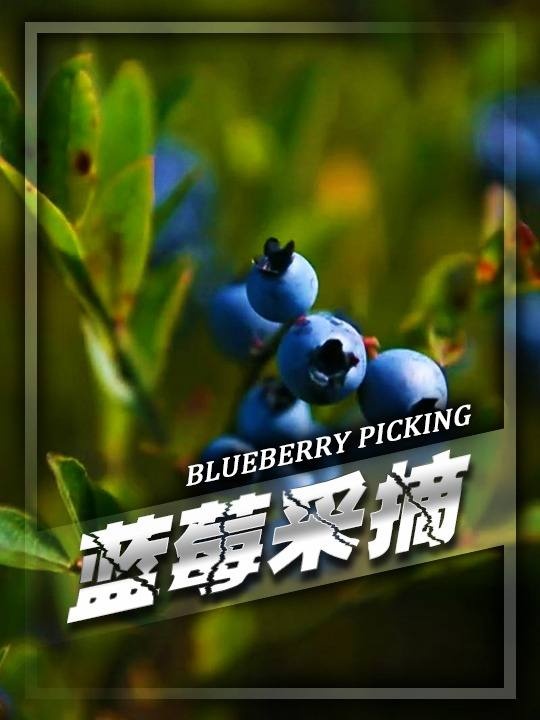 蓝莓采摘与营养软糖制作探秘