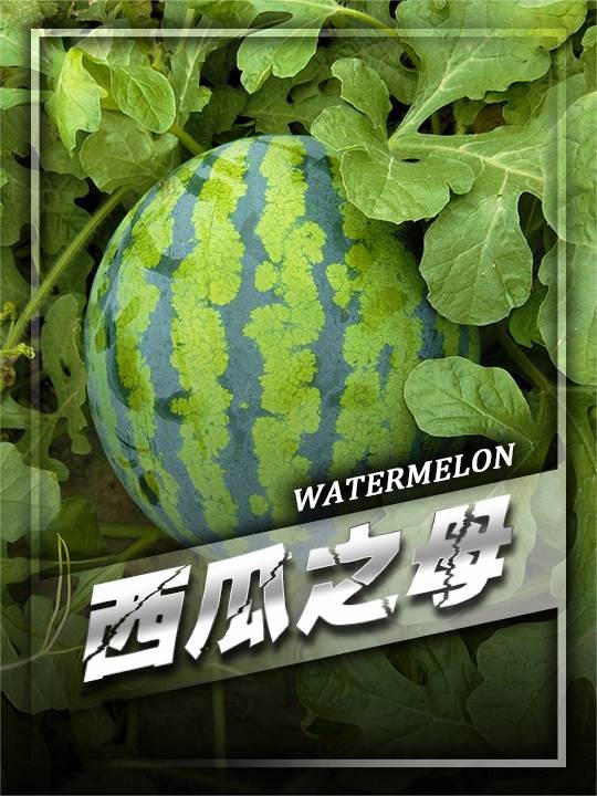 西瓜之母吴明珠：一生耕耘，甜满中国