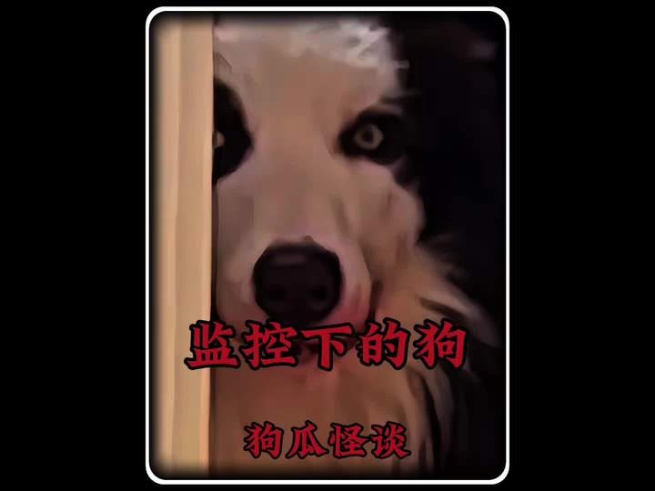 深夜惊魂：家犬为何仓皇逃窜？