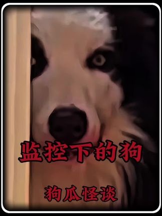 深夜狗影：未解之谜惊魂录