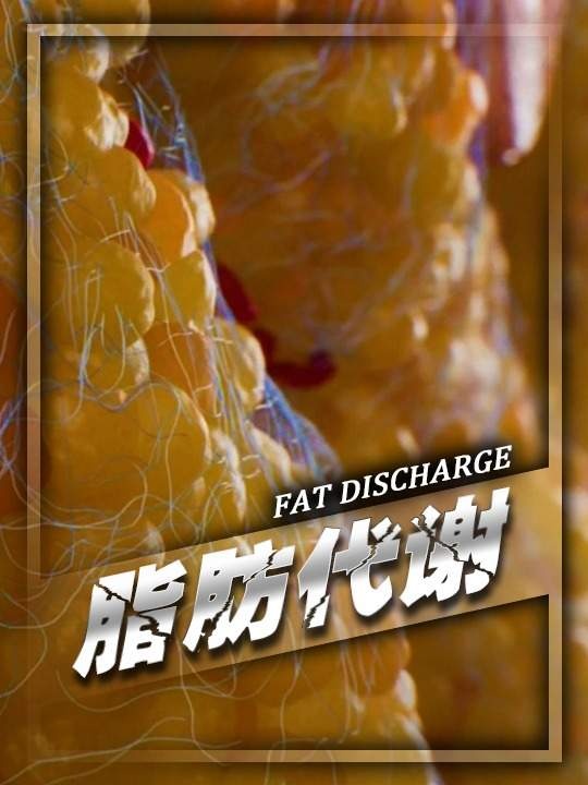 身体脂肪排出原理全解析