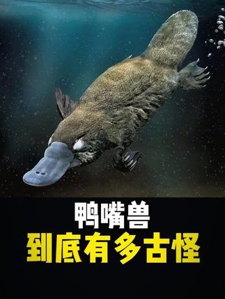 鸭嘴兽：演化论中的奇迹异兽