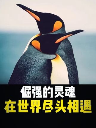 孤独企鹅的向死之旅
