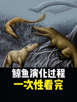 鲸鱼演化的壮丽史诗