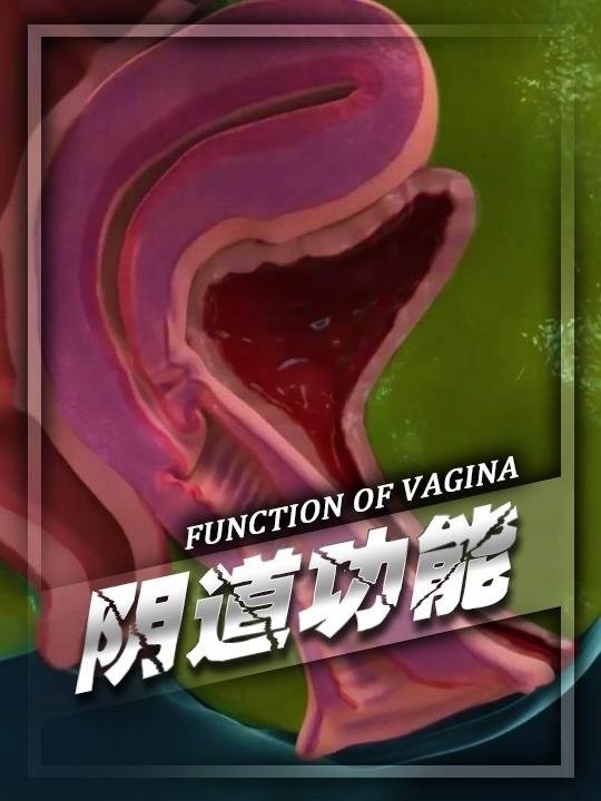 阴道奥秘与女性健康探秘