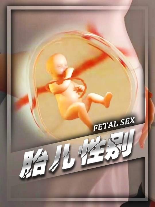 胎儿性别决定之谜：科学解读遗传密码