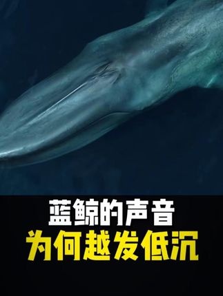 深海低吟：蓝鲸歌声沉没之谜