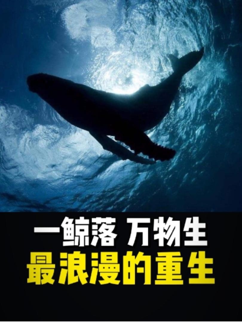 鲸落：深海最后的温柔馈赠