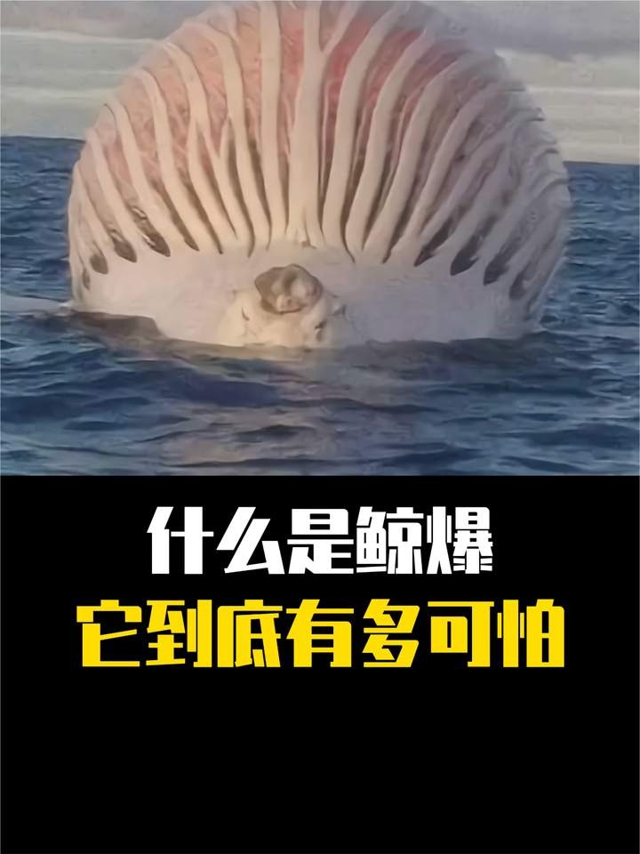 鲸爆之谜：深海巨兽的终极宿命
