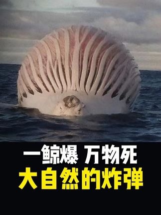 鲸爆：深海巨兽的终极宿命