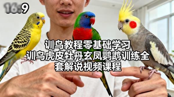 训鸟教程零基础学习 训鸟虎皮牡丹玄凤鹦鹉训练全套解说视频课程