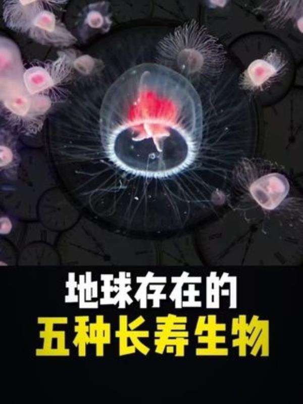地球五大长寿生物揭秘：最后一种突破时间极限！