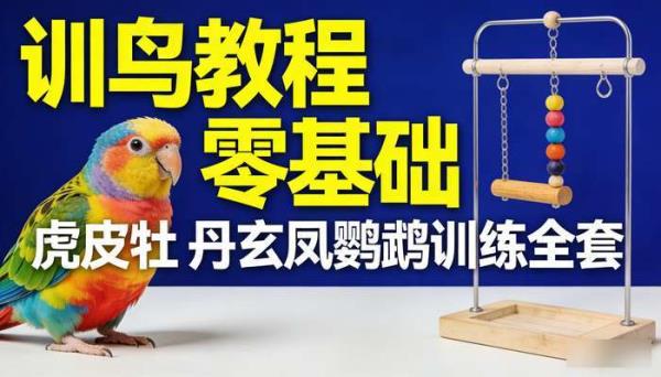 训鸟教程零基础 虎皮牡丹玄凤鹦鹉训练全套