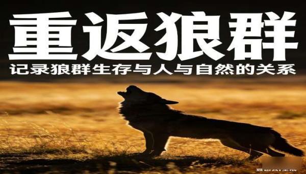 重返狼群全系列 记录狼群生存与人与自然关系书籍