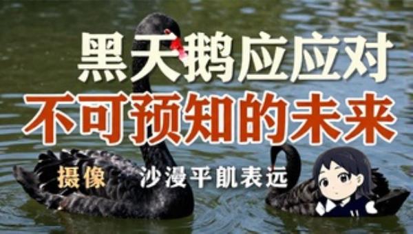 黑天鹅如何应对不可预知的未来