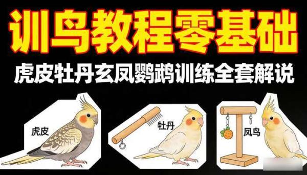 训鸟教程零基础：虎皮牡丹玄凤鹦鹉训练全套解说