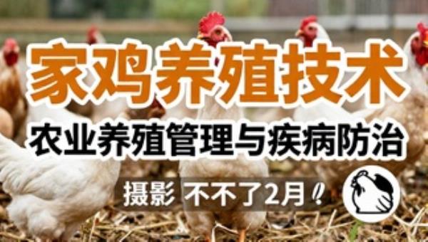 家禽养殖技术：农业养殖管理与疾病防治