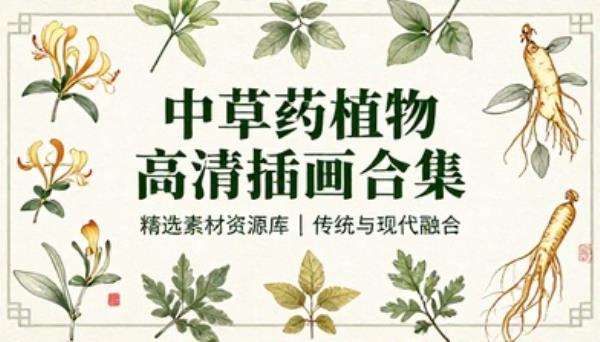 中草药植物高清插画设计图片素材合集资源