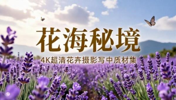 高清花朵花海花卉 4K 手机壁纸摄影写生素材